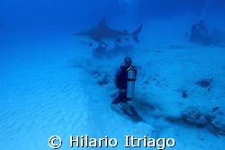 Bull Shark near P. del Carmen Quintana Roo. by Hilario Itriago 
